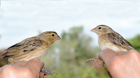 Samičky snovače kukaččího (vlevo) se naučily napodobit vzhled samiček snovače kaferského (vpravo). Rozpoznat je dělá problém i zkušeným ornitologům.