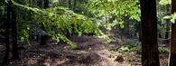 Dannenrödský les v Německu