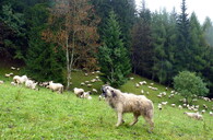 pastevecký pes a stádo ovcí