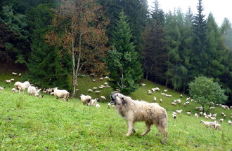 Vlk způsobuje škody hlavně chovatelům ovcí. Vhodnou ochranou stáda je ovčácký pes.