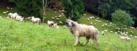 pastevecký pes a stádo ovcí