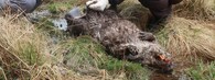 mrtvý bobr evropský