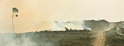 Shořelý les na Borneu Foto: Rainforest Action Network / Flickr.com