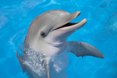 Podobnosti delfíního pískání a dětského výskání si všimla biologova žena