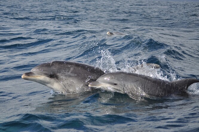 Delfíni skákaví ve volné přírodě