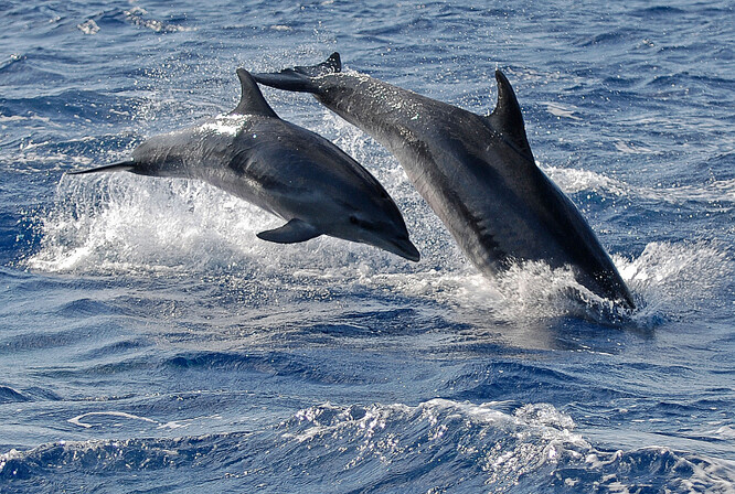 Delfíni skákaví ve volné přírodě