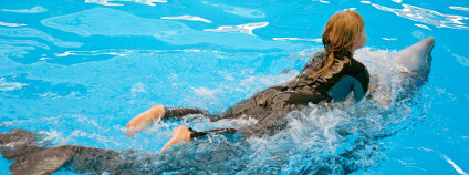 Cvičený delfín Foto: Havoc / Shutterstock