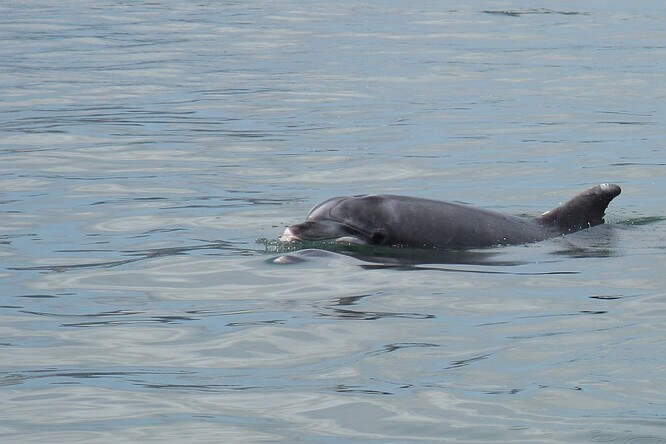 Delfín skákavý v ústí řeky Sado