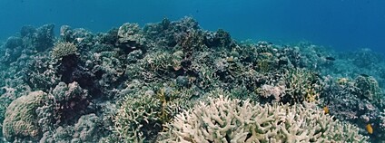 Vyblednutý korálový útes Foto: Depositphotos