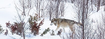 Vlk v zasněženém mlází Foto: Depositphotos