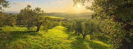 Olivový háj v italské Casale Marittimo Foto: Depositphotos