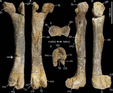 Dinosauří stehenní kost, která byla před 14 lety nalezena na Kutnohorsku, patřila dosud neznámému živočišnému druhu. Dostal jméno Burianosaurus augustai .