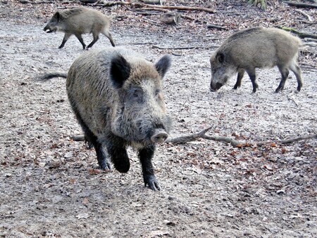 Nákaza není nebezpečná pro člověka, vedle divočáků však zabíjí i domácí prasata.  Ilustrační foto.