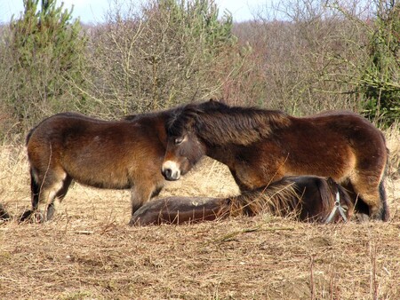 O pastvě divokých koní se uvažuje také v Národním parku Podyjí