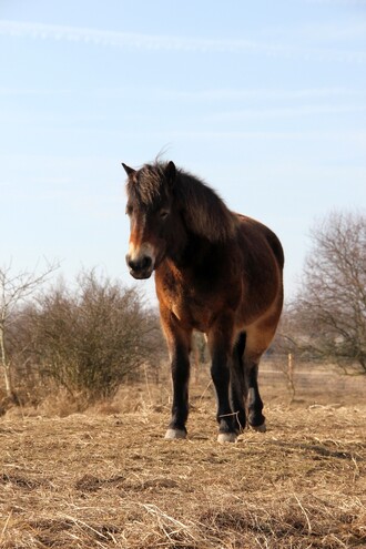 Exmoorští koně svou velikostí, zbarvením a dalšími tělesnými parametry dodnes odpovídají původním divokým koním