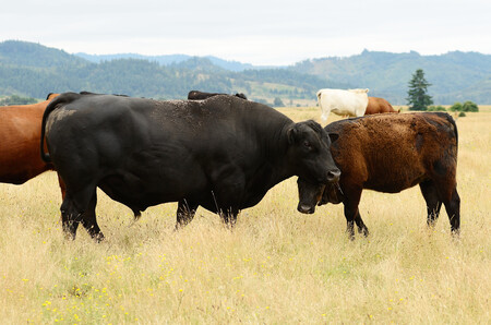 Skoro žádný rančer nemá dost velký soukromý pozemek, aby uživil krávy během celých 12 měsíců v roce. Země je tak suchá a tráva tak řídká, že zvířata musejí mít možnost volně se přesouvat po širokém okolí