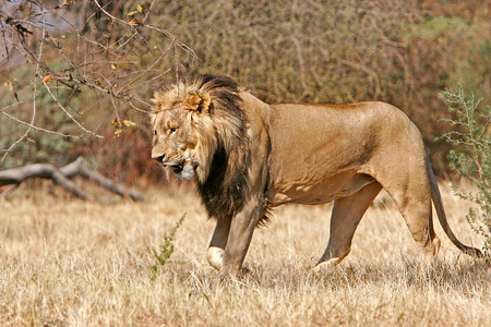 Lvi jsou označováni za "noční lovce" - čím méně měsíčního svitu, tím spíše budou lovit.