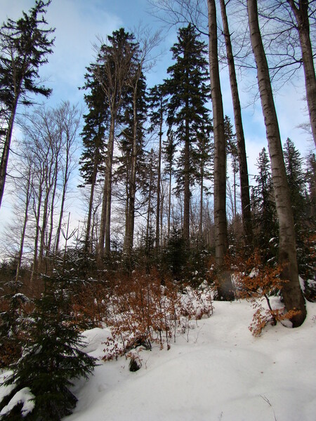 Smíšená přirozená obnova v FSC certifikovaných lesích Krkonošského národního parku.