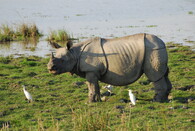 nosorožec indický