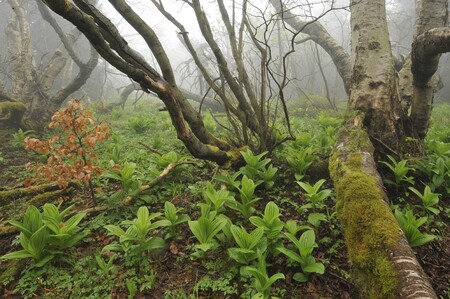 Dvorský les o rozloze 64,1 hektaru s roztroušenými bukovými porosty v převažující smrčině, který se nachází v nadmořské výšce kolem jednoho tisíce metrů, je starý "jen" 70 let.