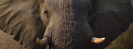 Slon africký Foto: Fibrel Pixabay