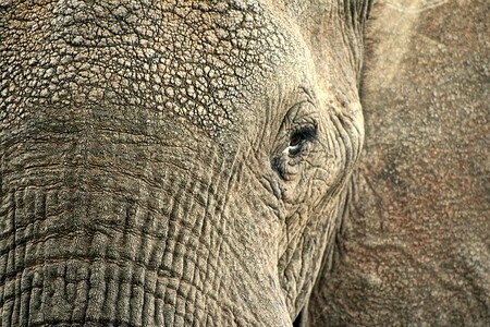V plzeňské zoo vznikne do čtyř let pavilon pro slony indické. Vyroste na 14 hektarech luk směrem na Radčice proti současnému areálu. / ilustrační foto
