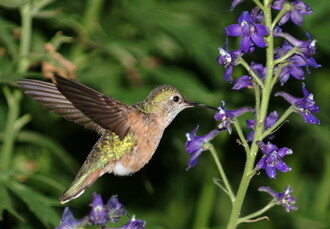 I kolibříci patří v této části světa k opylovačům.