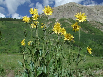 Vědci v minulosti prokázali, že v oblasti rozšíření rostlin v horách USA se posouvají do vyšších poloh