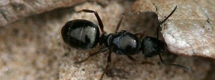 mravenec černohnědý Foto: S. Rae / Flickr