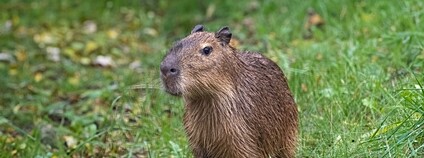 Kapybara Foto: Zoo Praha