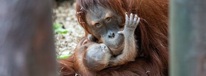 Samice orangutana sumaterského Diri se svým mládětem. Foto: Oliver Le Que Zoo Praha