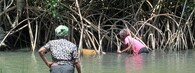 Mangrovy v Gabonu