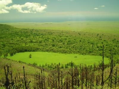 Pohled na ostrov Santa Cruz. V popředí původní porost, uprostřed invazivní sloní tráva, vlevo za ním lesík invazivních hruškovců přelahodných (avokáda)
