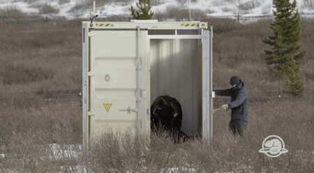Vypuštění bizonů z přepravních kontejnerů. Klikněte na obrázek, zobrazí se gif.