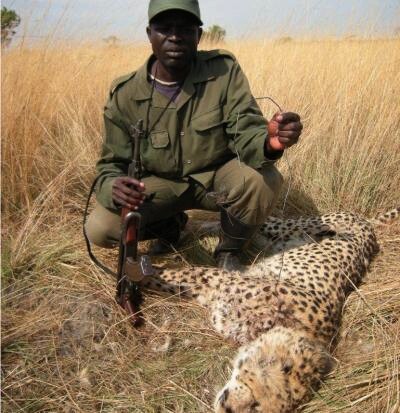 Na snímku gepard, který se chytil do pasti.