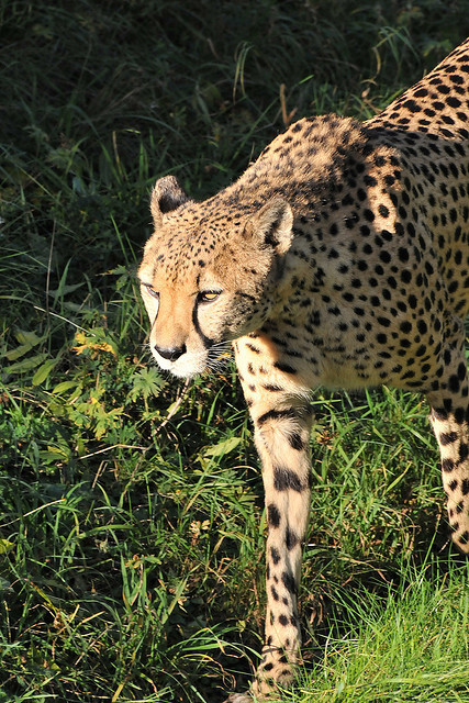 Podle vědců mají gepardí jedinci velmi široká teritoria svého pohybu, která většinou překračují chráněná území a kvůli tomu poměrně často přicházejí do kontaktu s lidmi. Bývají ilegálně loveni, neboť jejích kožešiny jsou velmi žádány zvláště mezi boháči