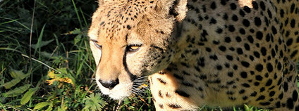 Gepard Foto: Joachim S. Müller / Flickr.com