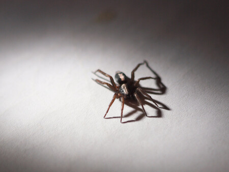 Pavouci skálovky používají lepivá vlákna, ale na rozdíl od jiných pavouků neumí tvořit sítě. Svou kořist tak rychle obíhají a přitom ji omotávají.