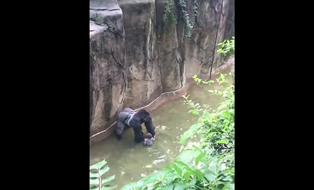 Samec gorily nížinné Harambe a tříletý chlapec. Nečekané setkání skončilo pro gorilu tragicky.