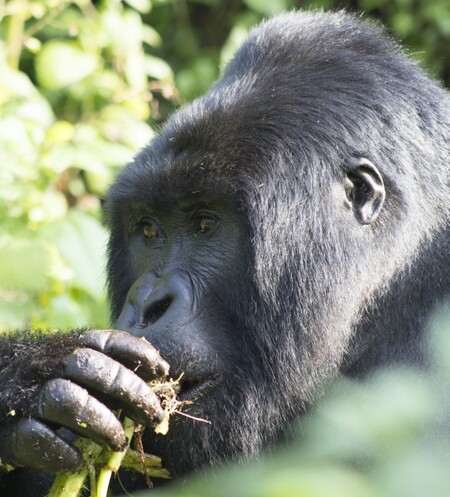 Až 300 kilogramů vážící exempláře goril jsou  velmi náchylné i k zdánlivě neškodným bacilům chřipky či rýmy, a to často s fatálními důsledky. V rámci projektu Gorilla Doctors přišli dvěci na novou, neinvazivní metodu, jak v terénu pralesů Konga zjistit zdravotní stav goril.