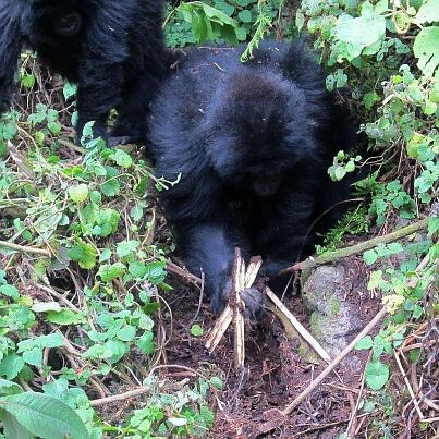 Gorily právě společnými silami zničily jednu z pastí.