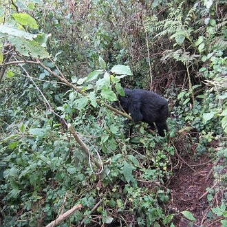 Mladá gorila láme větev, ke které je připojena past