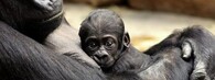 Gorilí sameček