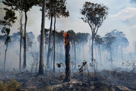 vypalování amazonského pralesa