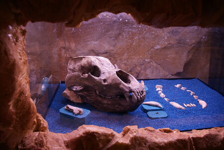 Medvěd jeskynní se vyskytoval od území dnešního severního Španělska po Ural a dorůstal délky až 3,5 metru a výšky 1,7 metru, takže byl větší než jeho současní příbuzní