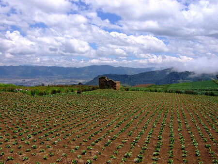 V hlavní roli smutného příběhu guatemalských rolníků je půda vhodná pro plantáže olejových palem. Na ilustračním obrázku zemědělská krajina u guatemalského města Xela