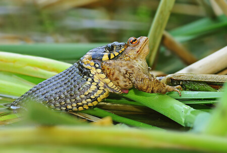 Užovka obojková je náš nejběžnější druh hada. Na snímku je zachycena při polykání ropuchy obecné.