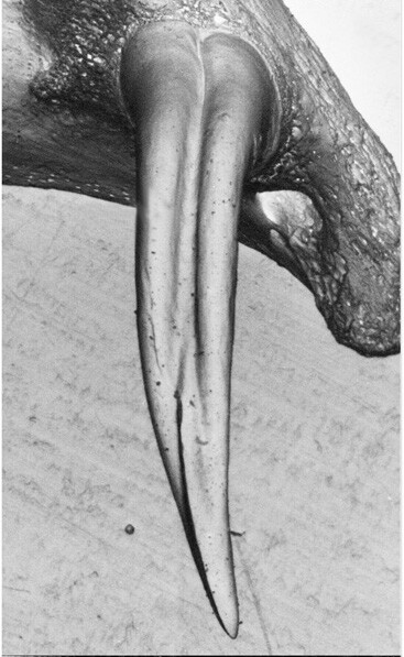 Je to dokonalý systém - drážky v zubech jedovatých hadů jsou perfektně uzpůsobeny k rychlému zavedení jedu do těla oběti.