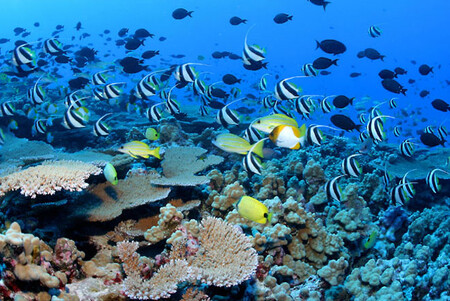 Výzkum ukázal, že si lidé korálových útesů na Havaji velmi cení bez ohledu na to, zda jejich ekologické služby využívají.