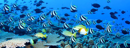 Korálový útes u Havajských ostrovů Foto: NOAA&apos;s National Ocean Service Flickr